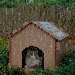 Stray Cats House Weatherproof Outside Cat House Warm Cat Shelter for Dogs Cats