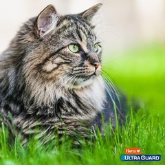 Hartz UltraGuard Topical Flea & Tick Cats and Kittens 5 lbs over, Cat
