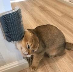 Cat Self Groomer Wall Brush Corner Face Scratcher Massage Comb Catnip Holder