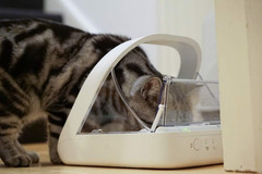 -Sureflap – – Microchip Pet Feeder – Selective-Automatic Pet Feeder Makes Meal