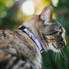 Cat Collar Breakaway with Bell Flag Transgender Baby Blue/Baby Pink/White NARROW