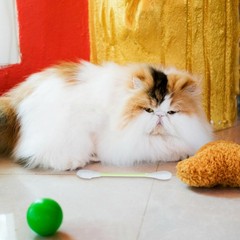 6 PCS Extra Large Cat Toys Cotton Swab Giant Stick Interactive Bud with Catnip