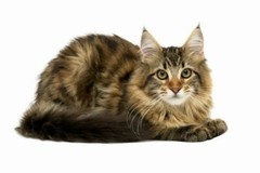 cat eye solution – CAT EYE HEALTH COMPLEX – cat coq10 2Bot