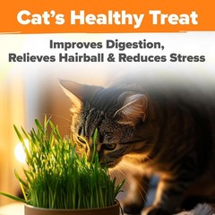 3200+ Non-GMO Indoor Cat Grass Refill for Healthy Digestion & Hairball Relief