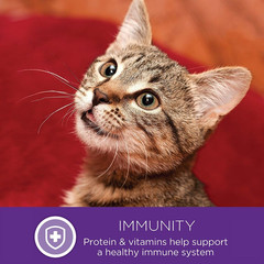 Wellness Healthy Indulgence Morsels Adult Wet Cat Food, Natural, Protein Rich, G