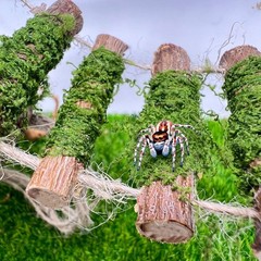 Jumping Spider Rope Bridge,A Solid Wood Climbing Suspension color