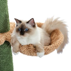 PAWZ Road Cat Tree Cactus Floor to Ceiling Scratching Post with Hammock 95″-108″