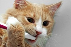 cat teeth treats – CAT TEETH AND GUM HEALTH 2B – cat coq10