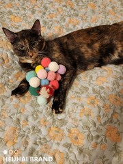 80 PCS Cat Toy Balls 10 Assorted Colors 1.25 Inch Diameter Wild Play Pet